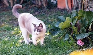 Dermatitis Atópica Canina (DAC)